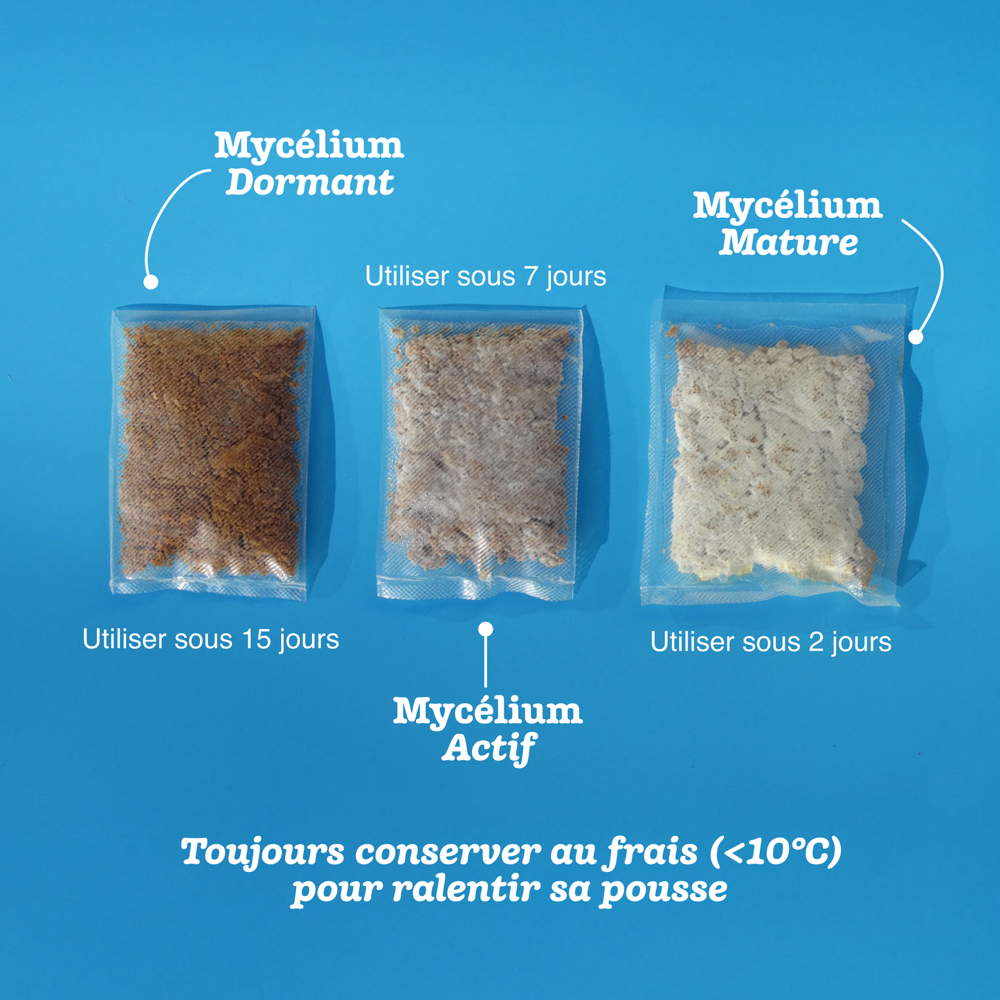 Le Kit Mon Premier Objet en Mycélium