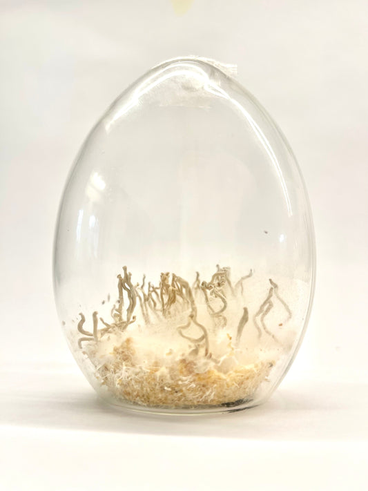 Le mycélium, la matière du futur