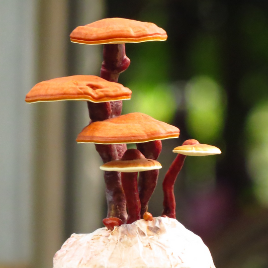 Le Reishi : le super-champignon qui fait pousser tes idées