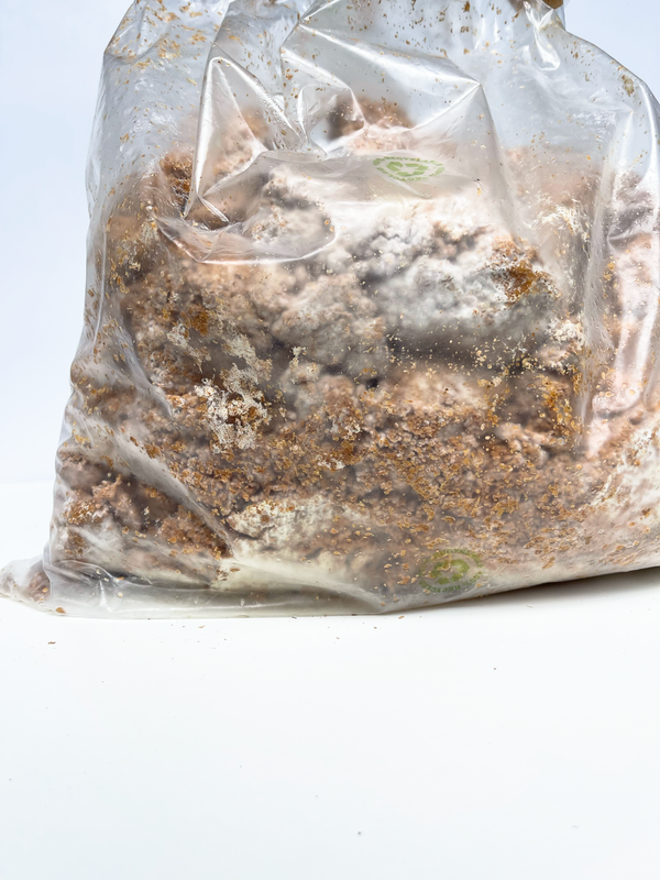 Faire pousser le mycelium à l'infini!
